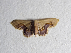 Idaea gemmaria