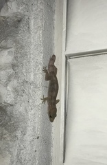 Hemidactylus angulatus