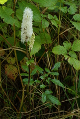 Actaea simplex