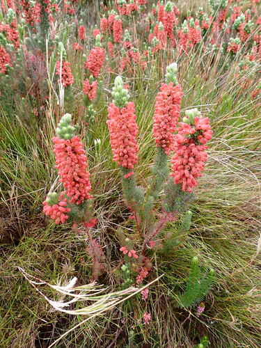 Image of Flaming Heath (Erica ignita) by (c) Ren Hoekstra, some rights reserved (CC BY)