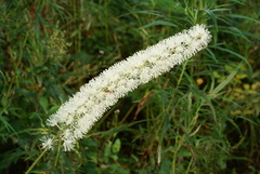 Actaea simplex