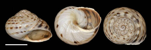 Representative image of Allognathus graellsianus