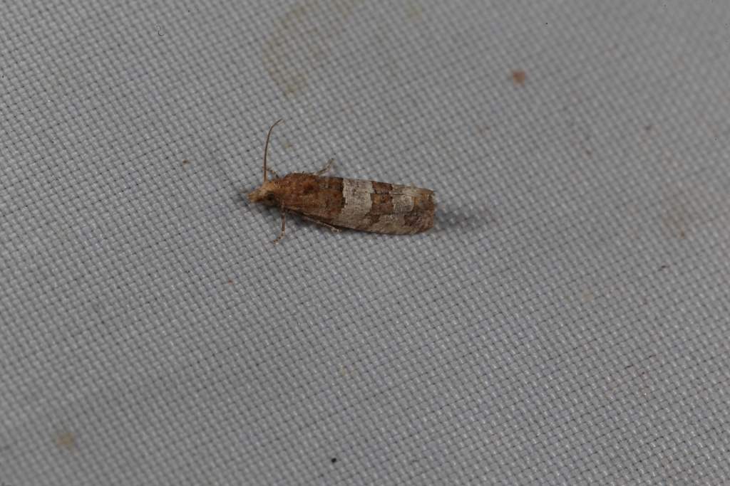 Lobesia indusiana