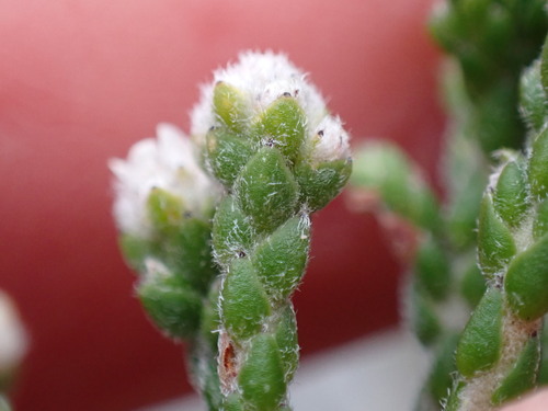 Brunia variabilis (Brunia variabilis)