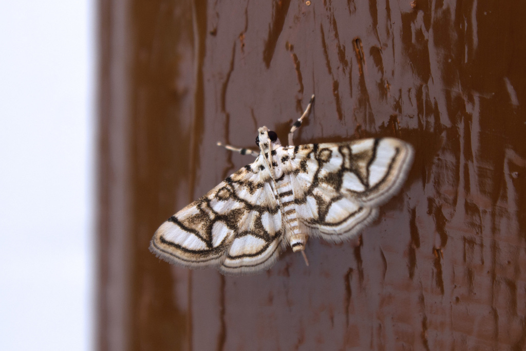 Elophila scitalis