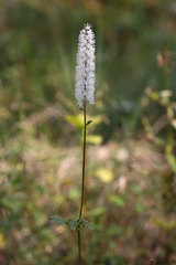 Actaea simplex