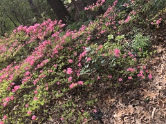 Rhododendron obtusum