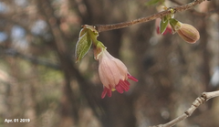 Lonicera praeflorens