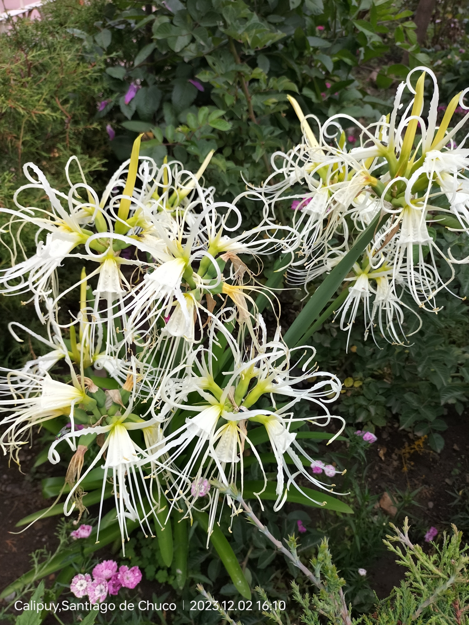 Ismene longipetala