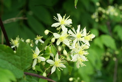 Clematis brevicaudata