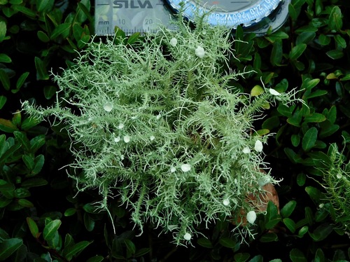 Bushy beard lichen