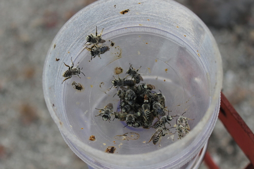 iNaturalist observation photo of Megandrena enceliae