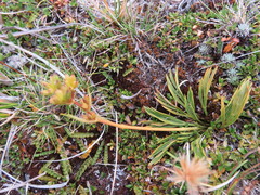 Aciphylla monroi