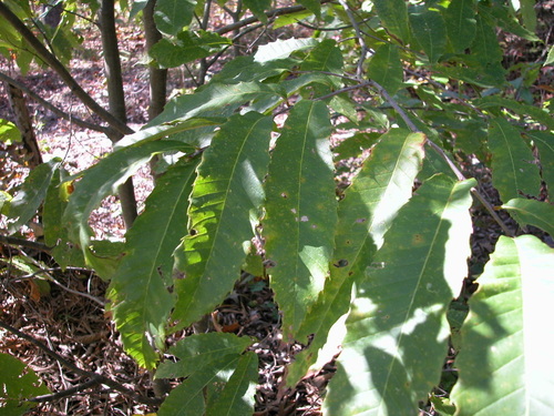 Image of Castanea alabamensis by (c) Hill Craddock, some rights reserved (CC BY)