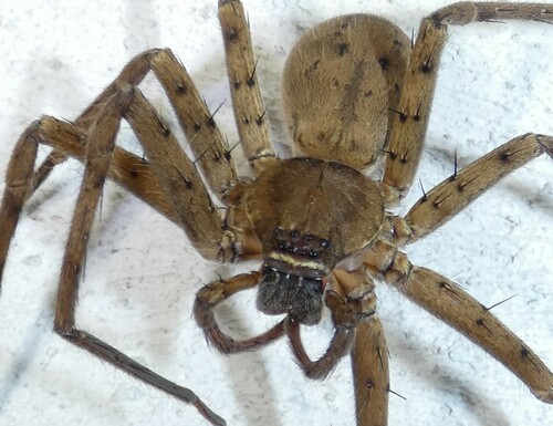 Pantropical Huntsman Spider photo 5
