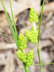Carex caroliniana