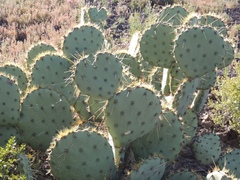 Opuntia