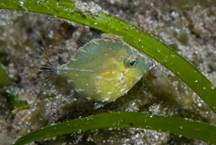 Rudarius excelsus