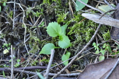 Campanula scouleri