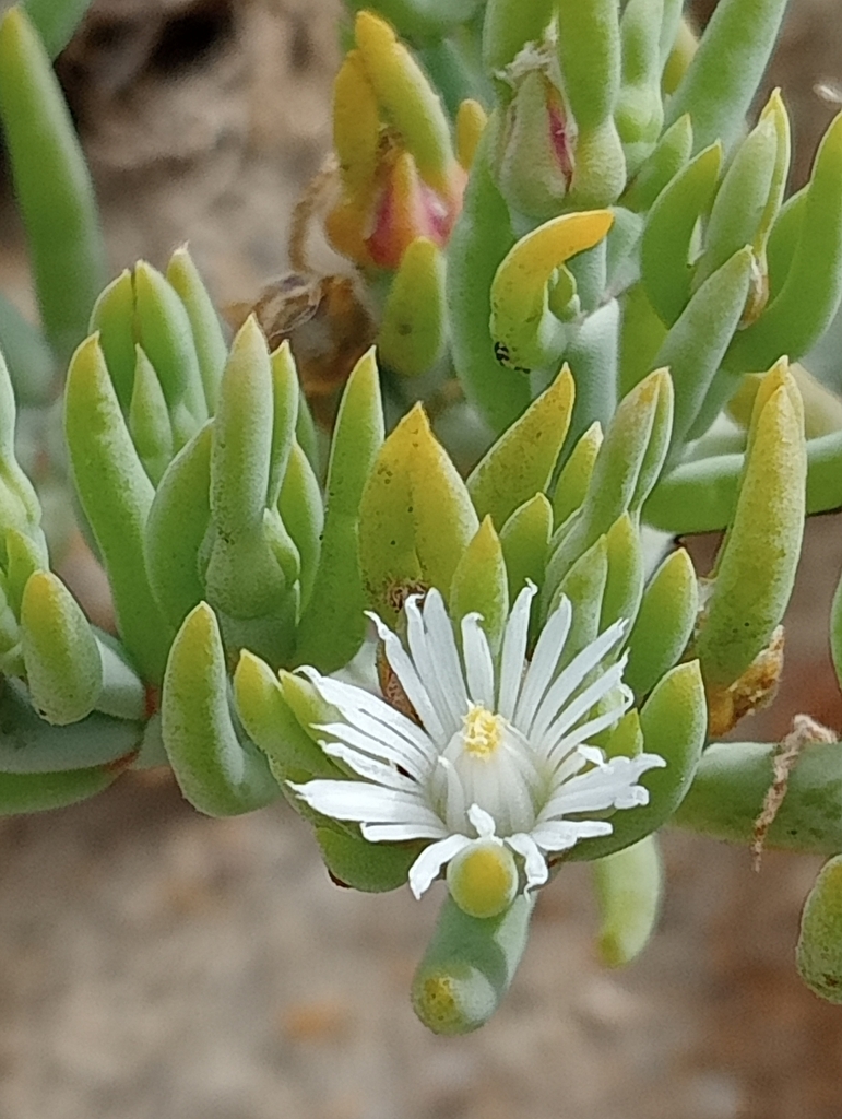 Mesembryanthemum dimorphum