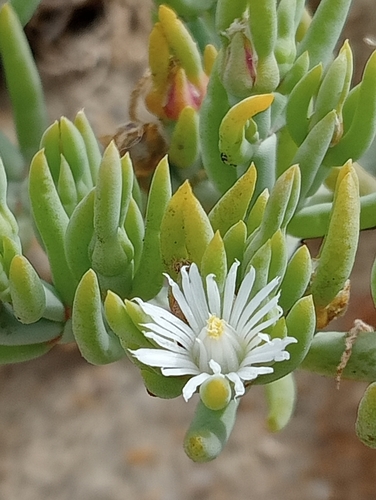 Mesembryanthemum dimorphum