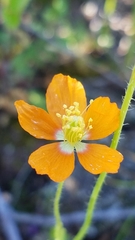 Papaver californicum