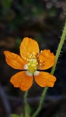 Papaver californicum