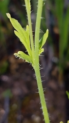 Papaver californicum