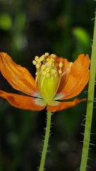 Papaver californicum