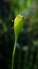 Papaver californicum