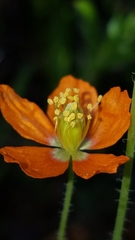 Papaver californicum