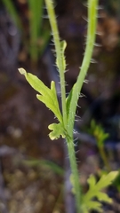 Papaver californicum