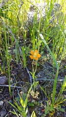 Papaver californicum