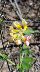 Acmispon grandiflorus grandiflorus