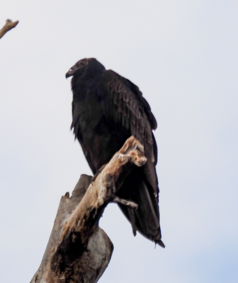Turkey Vulture from Grayson County, TX, USA on December 2, 2023 at 11
