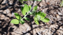 Acmispon grandiflorus grandiflorus
