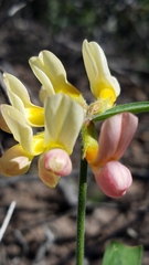 Acmispon grandiflorus grandiflorus