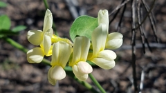 Acmispon grandiflorus grandiflorus