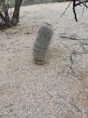 Mammillaria grahamii