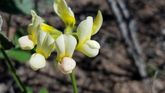 Acmispon grandiflorus grandiflorus