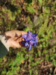 Delphinium madrense