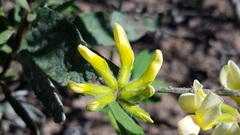 Acmispon grandiflorus grandiflorus