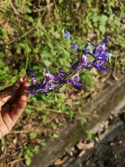 Delphinium madrense