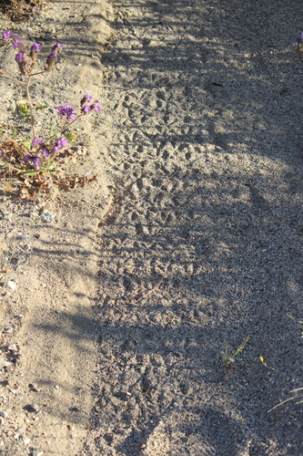 iNaturalist observation photo of Kangaroo Rats and Pocket Mice