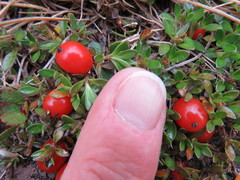 Coprosma perpusilla perpusilla