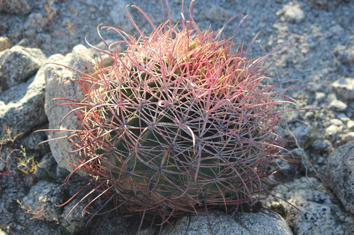 iNaturalist observation photo of California Barrel Cactus