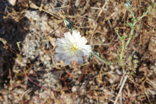 iNaturalist observation photo of Desert Chicory