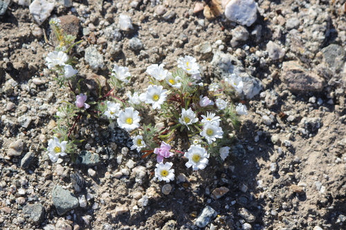 iNaturalist observation photo of Mojave desertstar