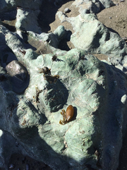 Halosaccion glandiforme
