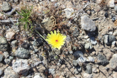 iNaturalist observation photo of desert dandelion
